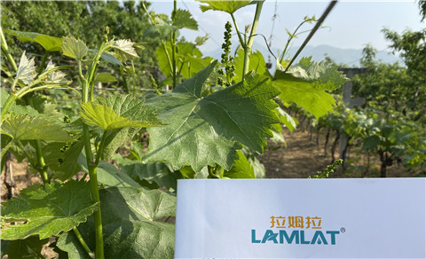 進口水溶肥，拉姆拉，翠姆