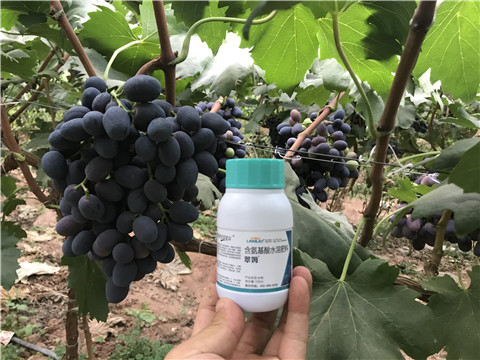 進口水溶肥，拉姆拉，翠姆