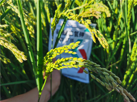 磷酸二氫鉀，拉姆拉，翠姆