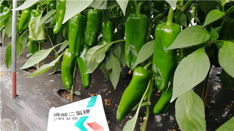 磷酸二氫鉀，拉姆拉，翠姆