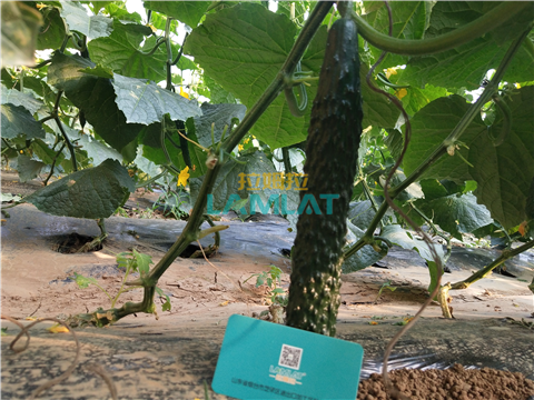 水溶肥，拉姆拉，翠姆