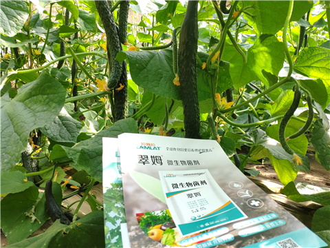 水溶肥，拉姆拉，翠姆