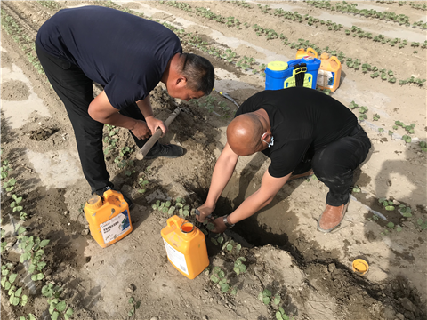 葉面肥，拉姆拉，翠姆