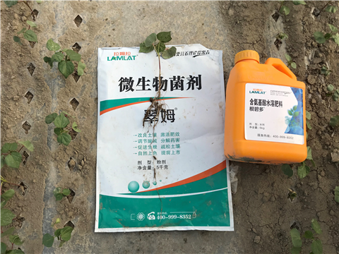 葉面肥，拉姆拉，翠姆