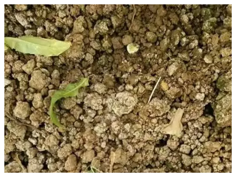 水溶肥，拉姆拉，翠姆