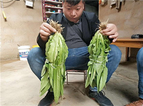 水溶肥，拉姆拉，翠姆