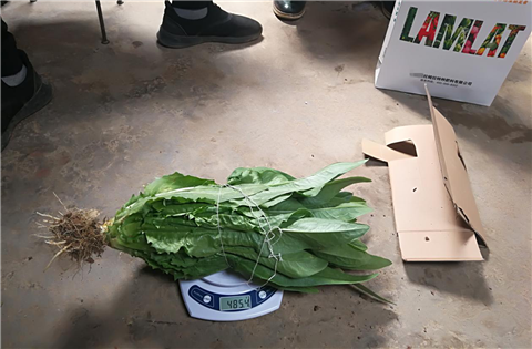 水溶肥，拉姆拉，翠姆