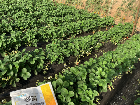 水溶肥，拉姆拉，翠姆