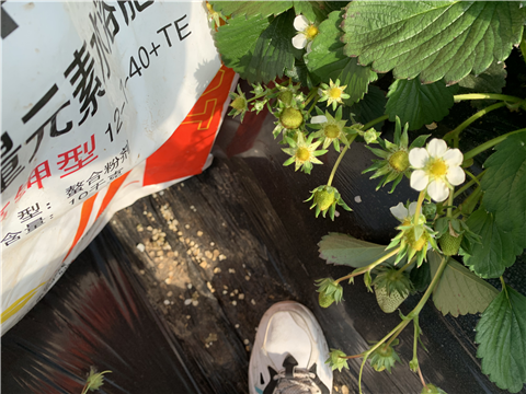 水溶肥，拉姆拉，翠姆