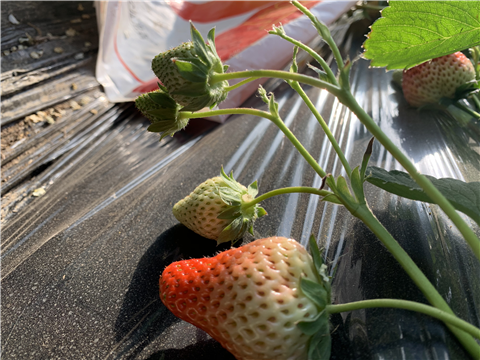 水溶肥，拉姆拉，翠姆