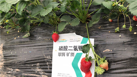 磷酸二氫鉀，拉姆拉，翠姆