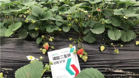 磷酸二氫鉀，拉姆拉，翠姆