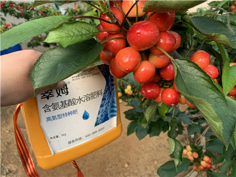 水溶肥，拉姆拉，翠姆