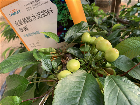 氨基酸水溶肥，拉姆拉，翠姆