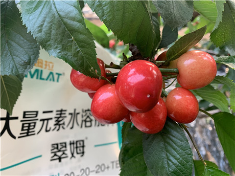 大量元素水溶肥，拉姆拉，翠姆