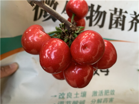 水溶肥，拉姆拉，翠姆