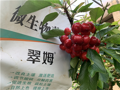 水溶肥，拉姆拉，翠姆