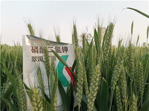 水溶肥，拉姆拉，翠姆