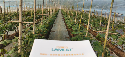 水溶肥，拉姆拉，翠姆