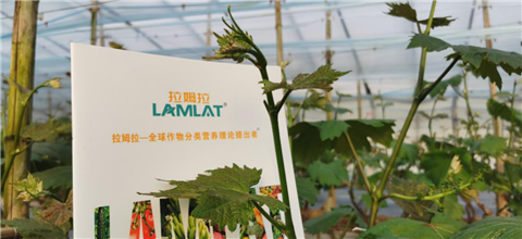 水溶肥，拉姆拉，翠姆