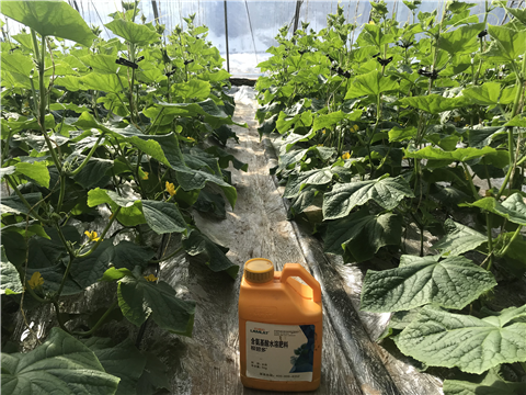 水溶肥，拉姆拉，翠姆