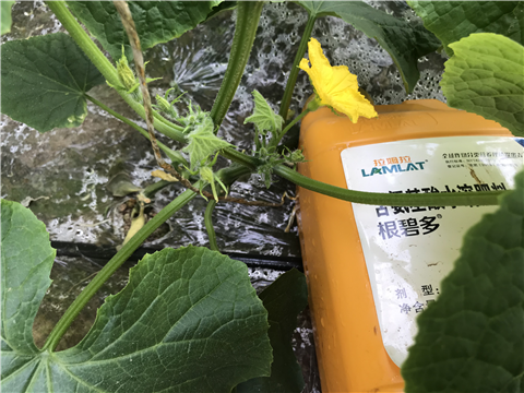 水溶肥，拉姆拉，翠姆