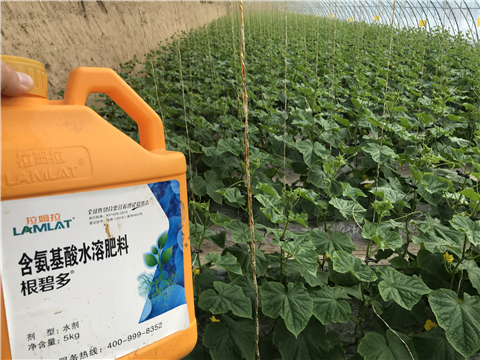 水溶肥，拉姆拉，翠姆