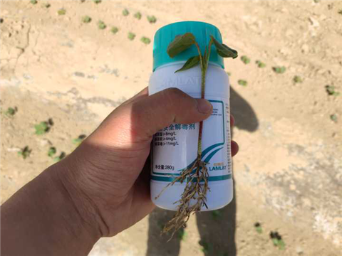 安碧解，拉姆拉，翠姆