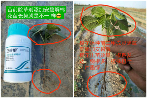 安碧解，拉姆拉，翠姆