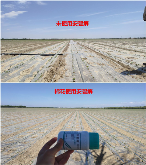 安碧解，拉姆拉，翠姆