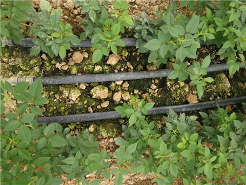 生根劑，拉姆拉，翠姆