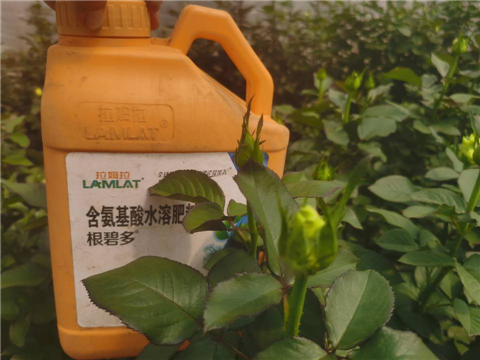 生根劑，拉姆拉，翠姆