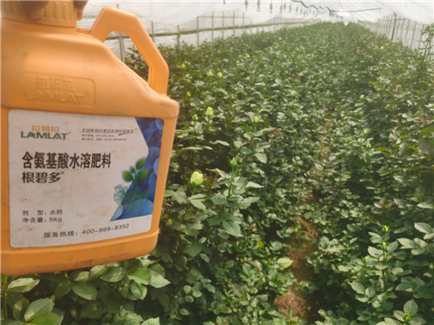 生根劑，拉姆拉，翠姆