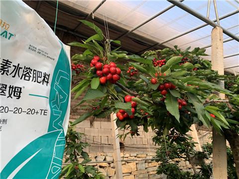 水溶肥，拉姆拉，翠姆