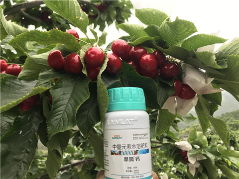 水溶肥，拉姆拉，翠姆