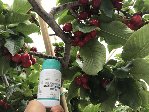 水溶肥，拉姆拉，翠姆