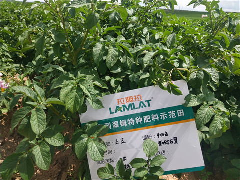 安碧解，拉姆拉，翠姆