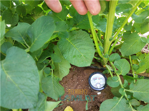 安碧解，拉姆拉，翠姆