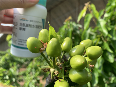 氨基酸水溶肥，拉姆拉，翠姆