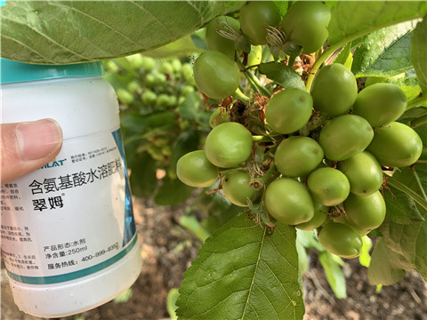 氨基酸水溶肥，拉姆拉，翠姆