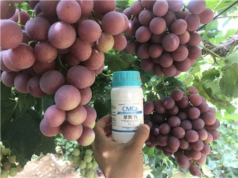 鈣肥，拉姆拉，翠姆