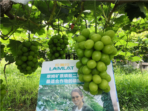 水溶肥，拉姆拉，翠姆