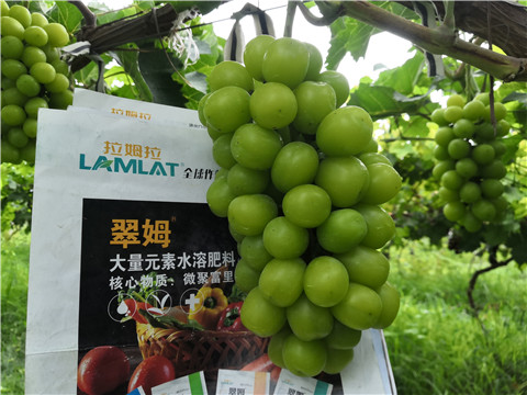 水溶肥，拉姆拉，翠姆