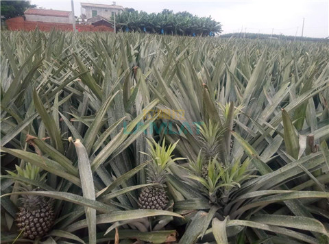 水溶肥，拉姆拉，翠姆