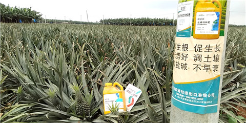 水溶肥，拉姆拉，翠姆