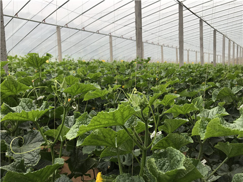 小分子有機(jī)碳，拉姆拉，翠姆