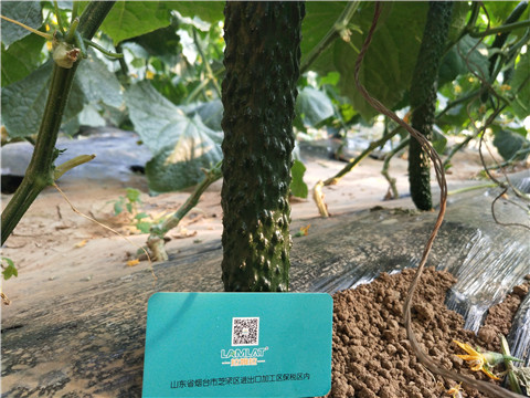 小分子有機(jī)碳，拉姆拉，翠姆