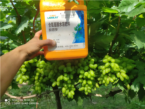 生根劑，拉姆拉，翠姆