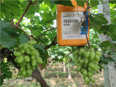 生根劑，拉姆拉，翠姆