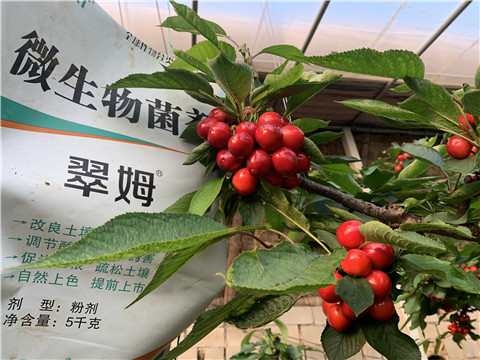 微生物菌劑，拉姆拉，翠姆